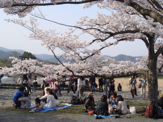 Cseresznyevirágzás időpontjai Japánban 2024